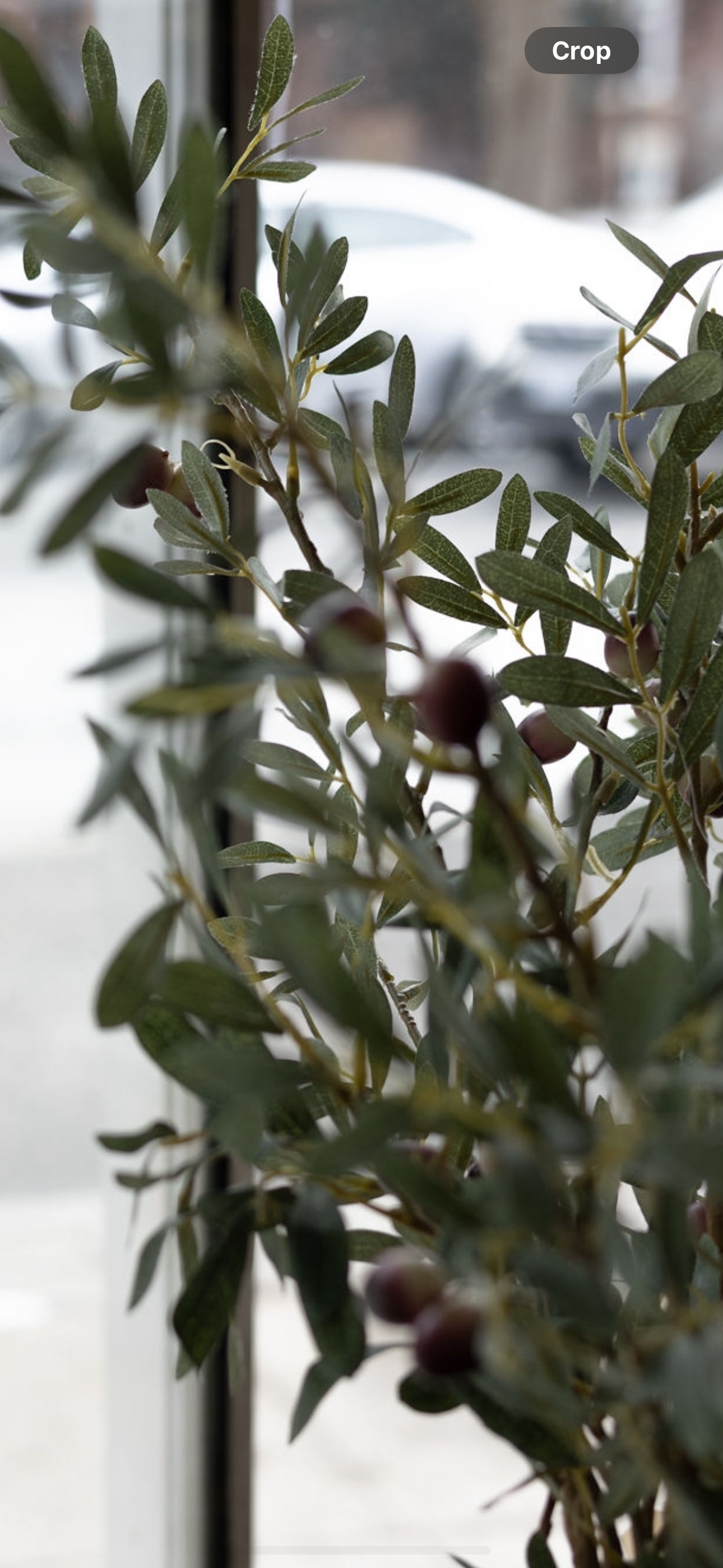Olive Branches with Olives 43", Bundle of 2