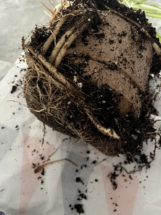 Plant Care