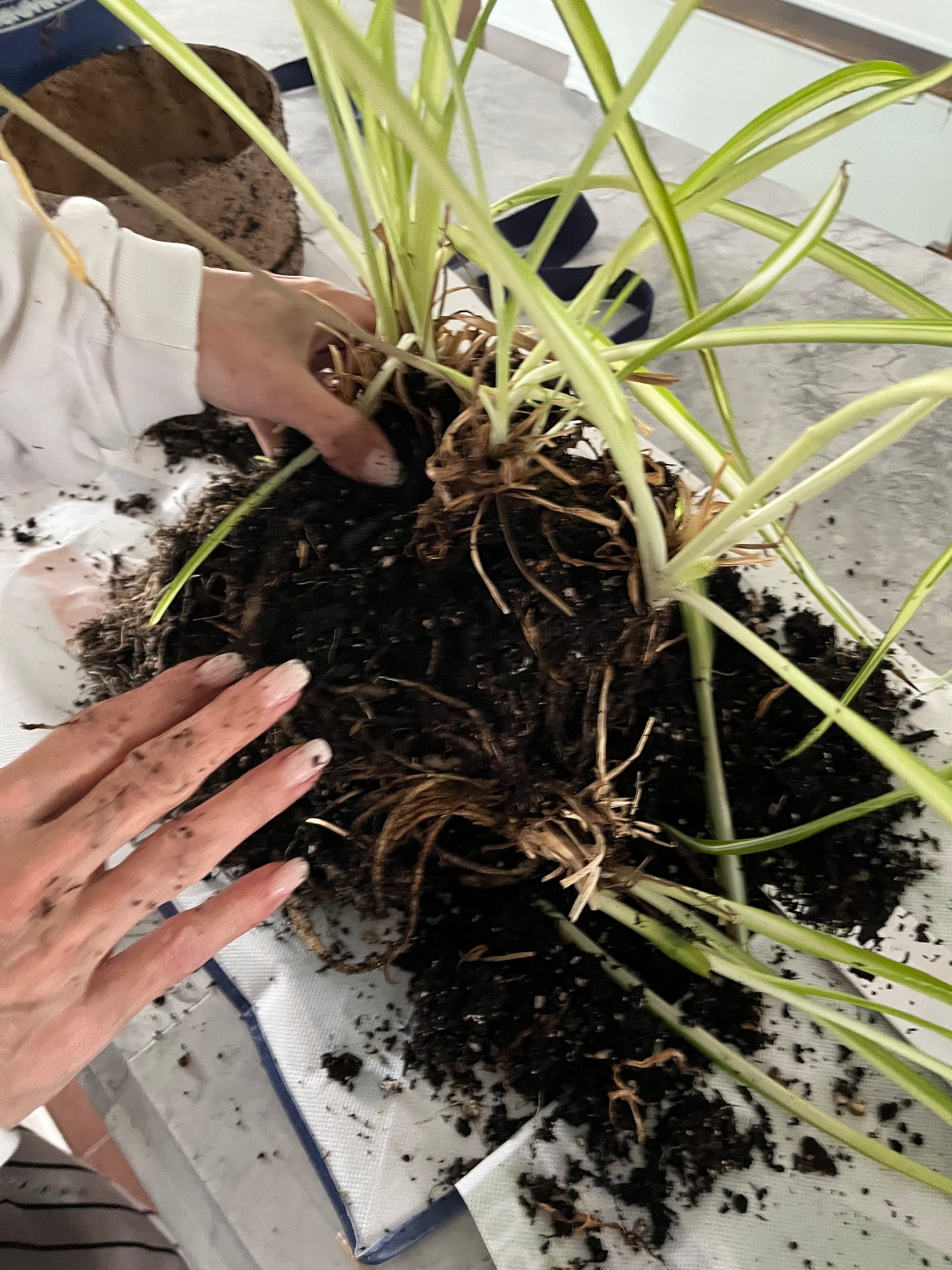 Plant Care