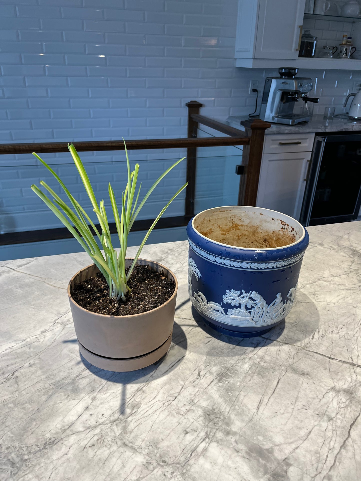 Plant Care