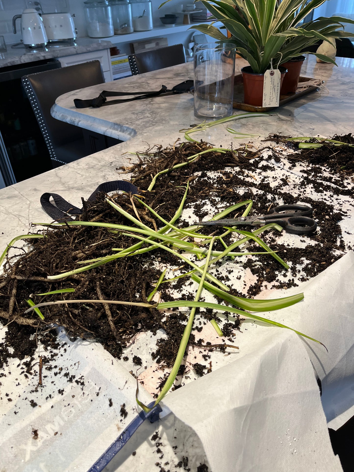 Plant Care