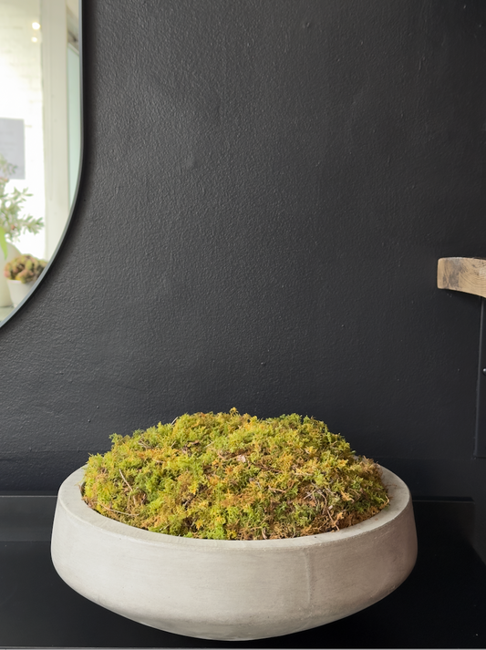 Concrete Moss Bowl